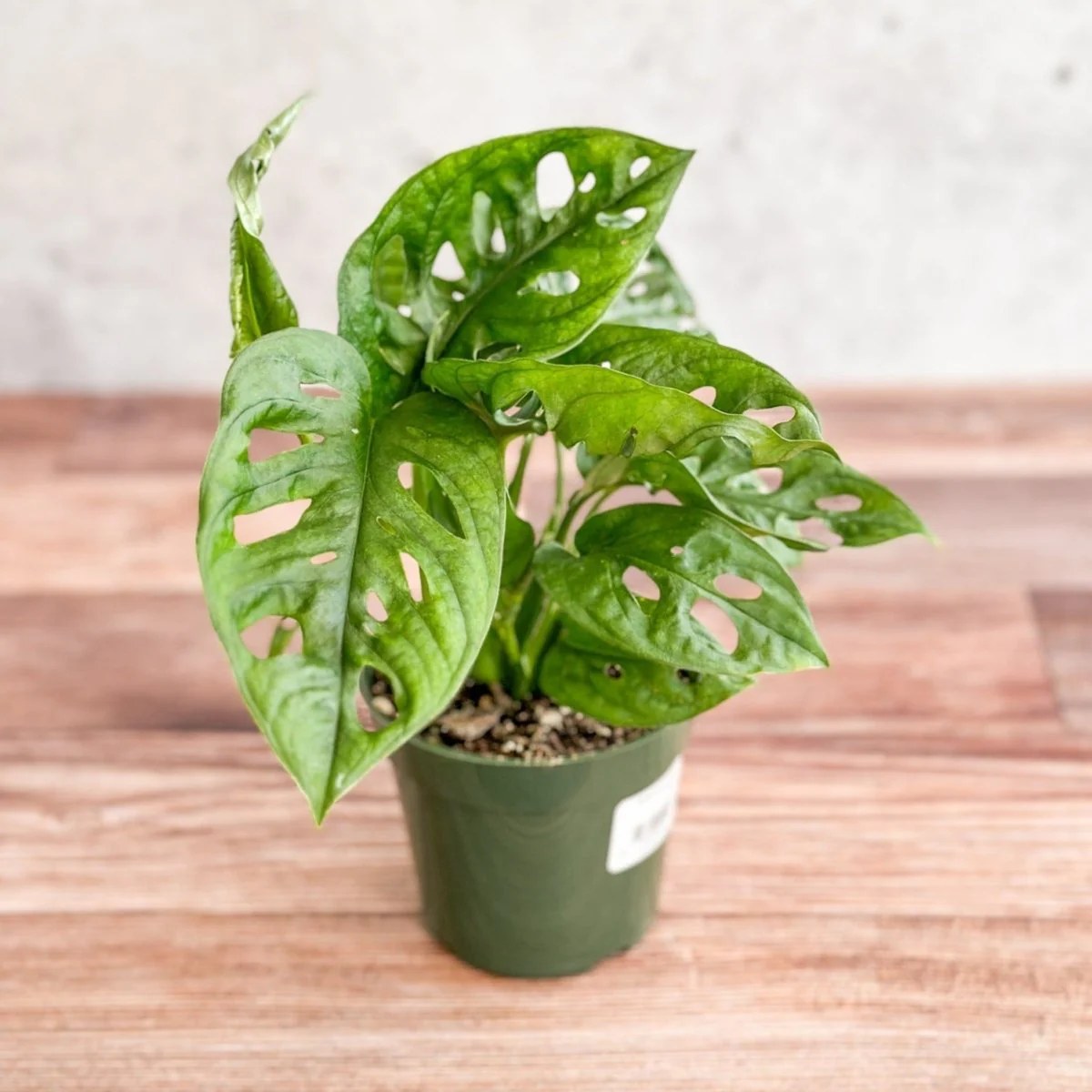 Monstera Adansonii – Fensterblatt