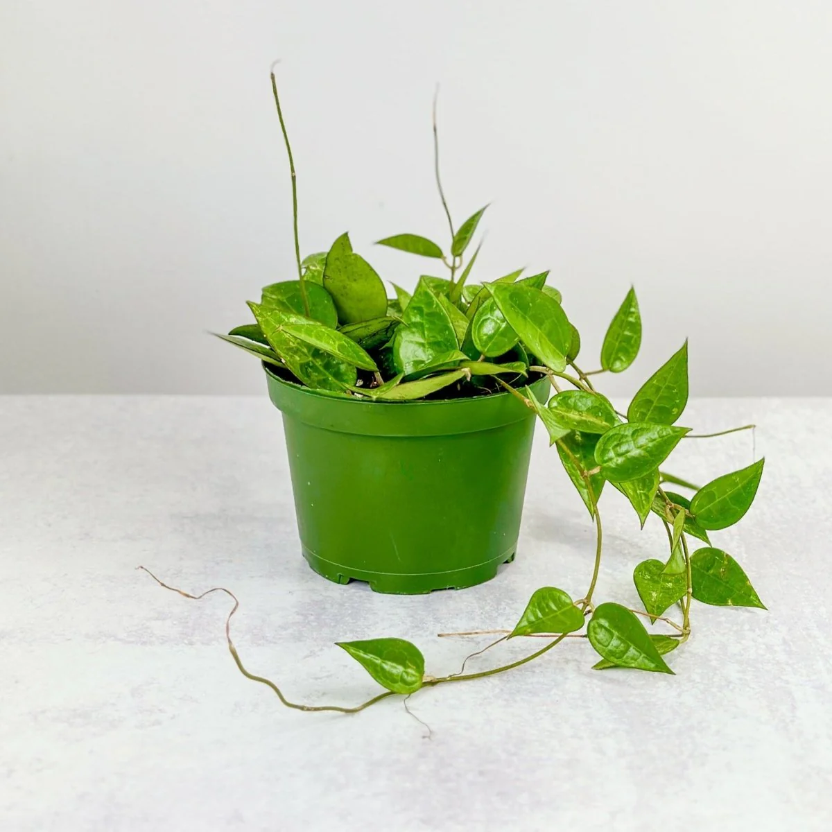 Hoya parasitica 'Black Margin' - Hoya mit schwarzem Rand