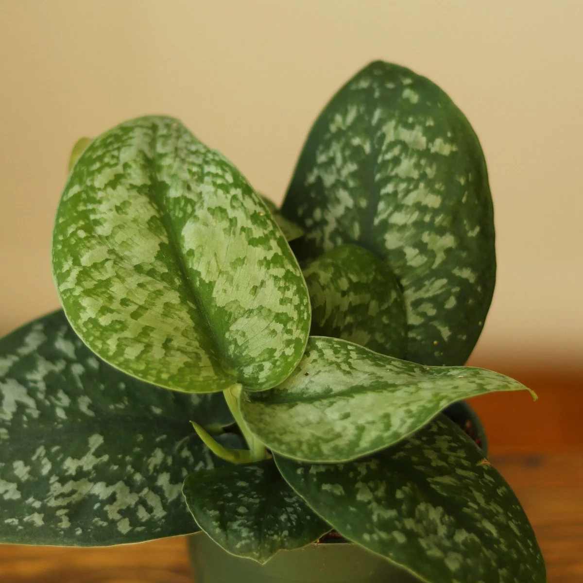 Scindapsus Pictus 'Silver Splash' Hängekorb