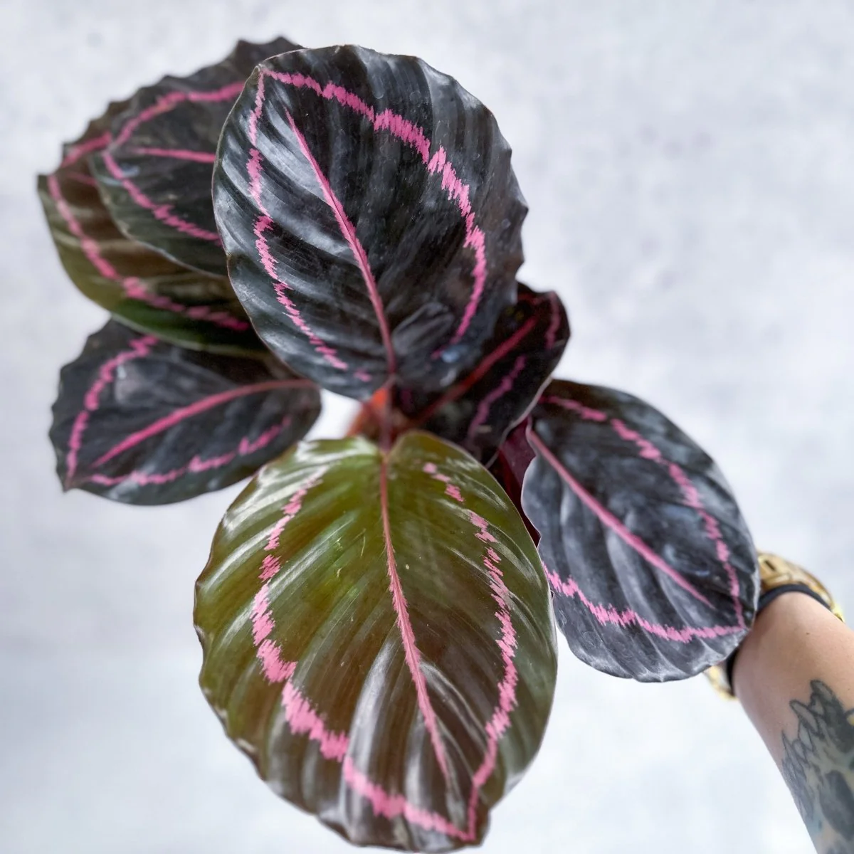 Calathea Roseopicta „Dottie“ – Drama Queen