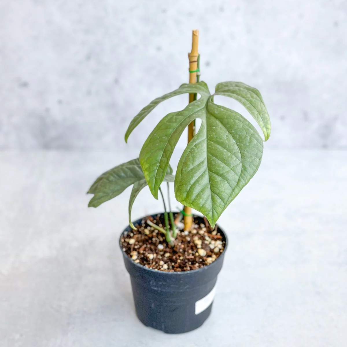 Amydrium medium 'Silver Spiderman' - Silberner Spiderman Falsche Monstera - 4 Zoll