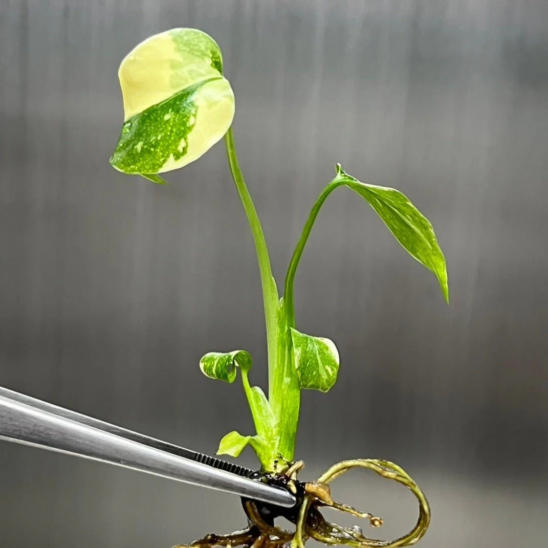 Monstera „Thai Constellation“-Pflanzen – 4er-Pack