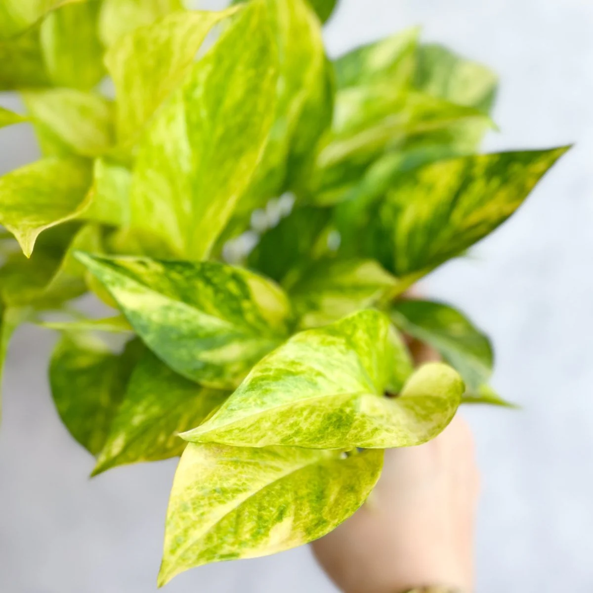 Epipremnum Aureum „Neon Queen“ Pothos