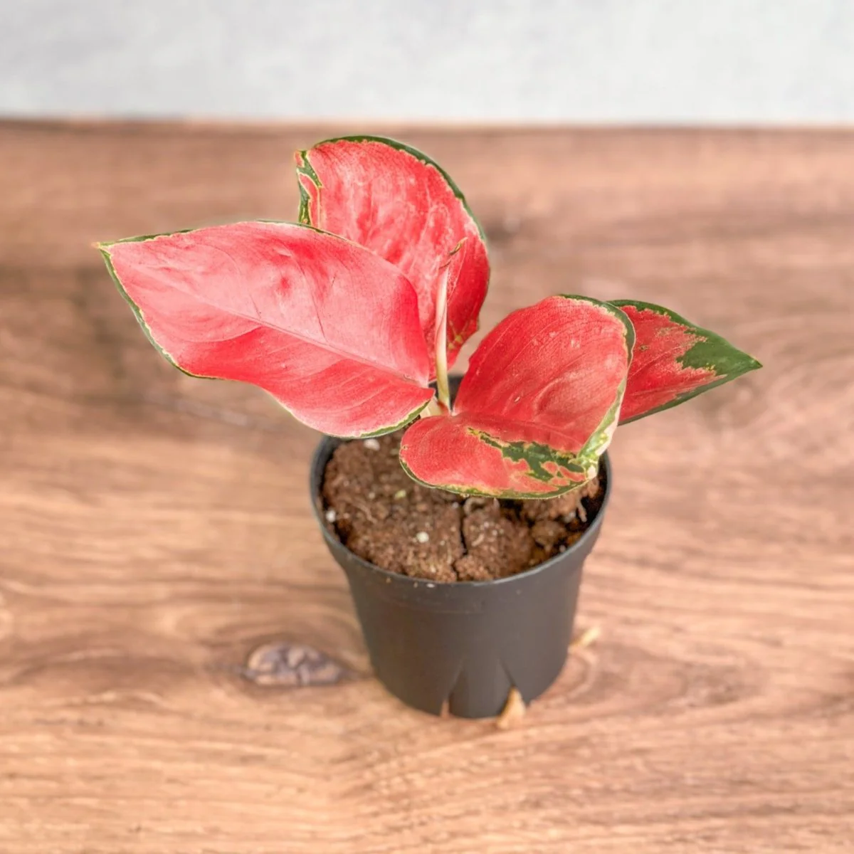 Aglaonema Suksom Jaipong Hybrid Chinese Evergreen – 4 Zoll