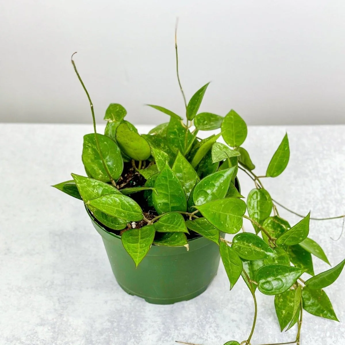 Hoya parasitica 'Black Margin' - Hoya mit schwarzem Rand