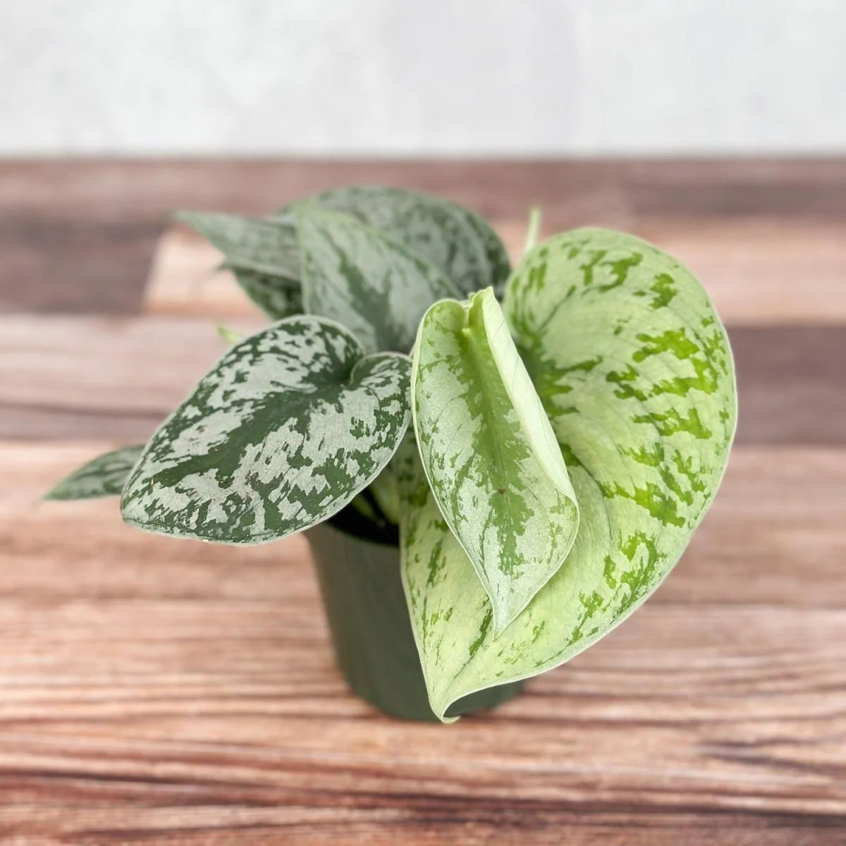 Scindapsus Pictus „Exotica“