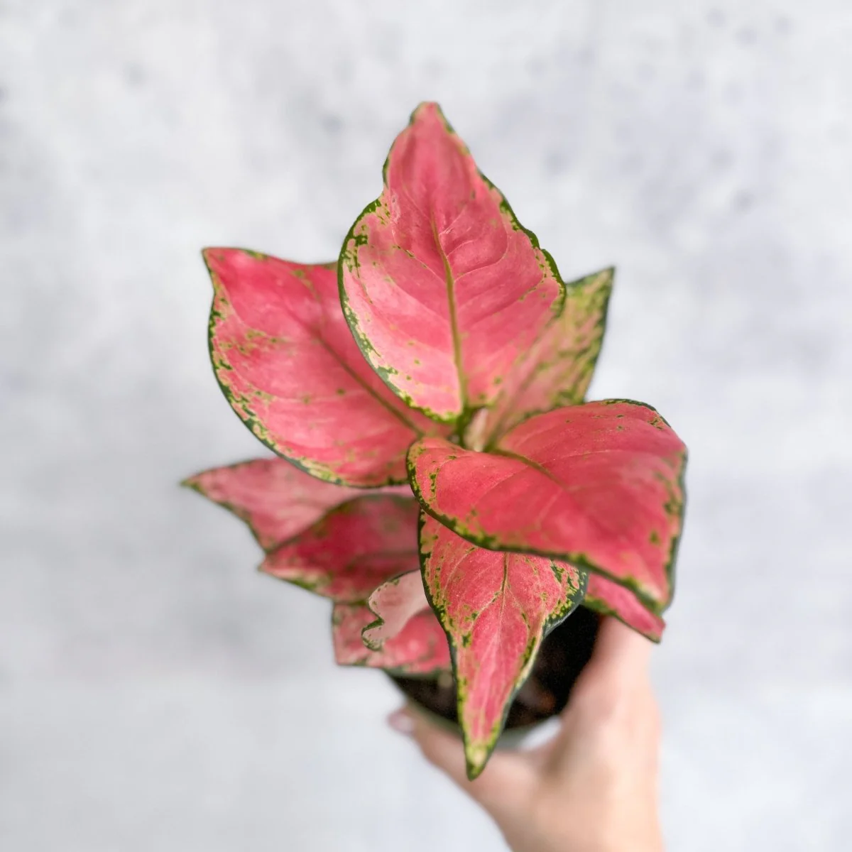 Aglaonema Pink Lady Valentine, chinesische immergrüne Hybride, 10 cm