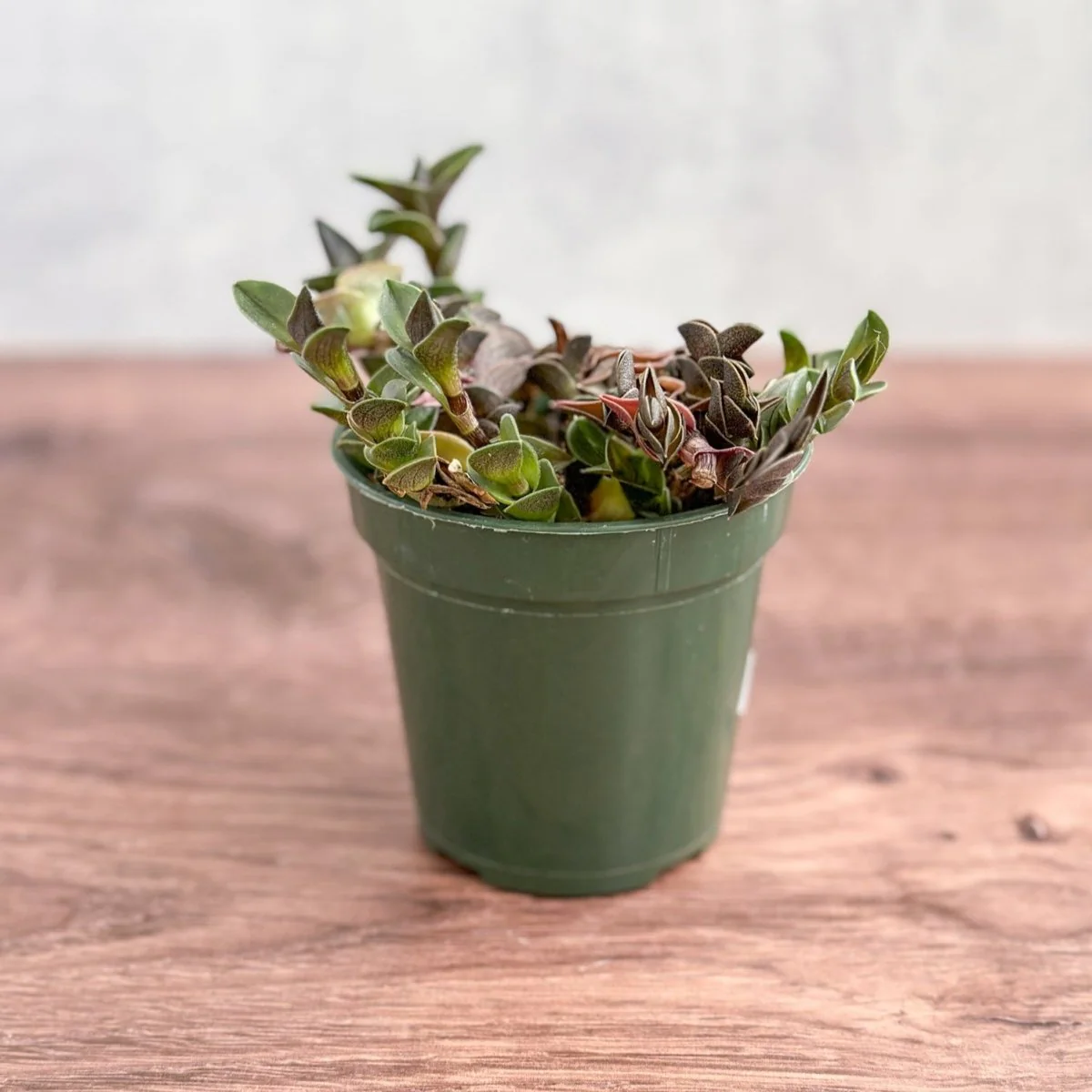 Tradescantia navicularis – Kettenpflanze – 2,5 Zoll