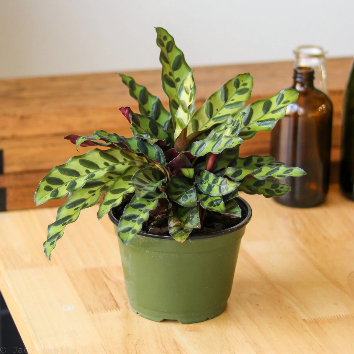 Calathea Lancifolia 'Klapperschlange' (Goeppertia lancifolia)
