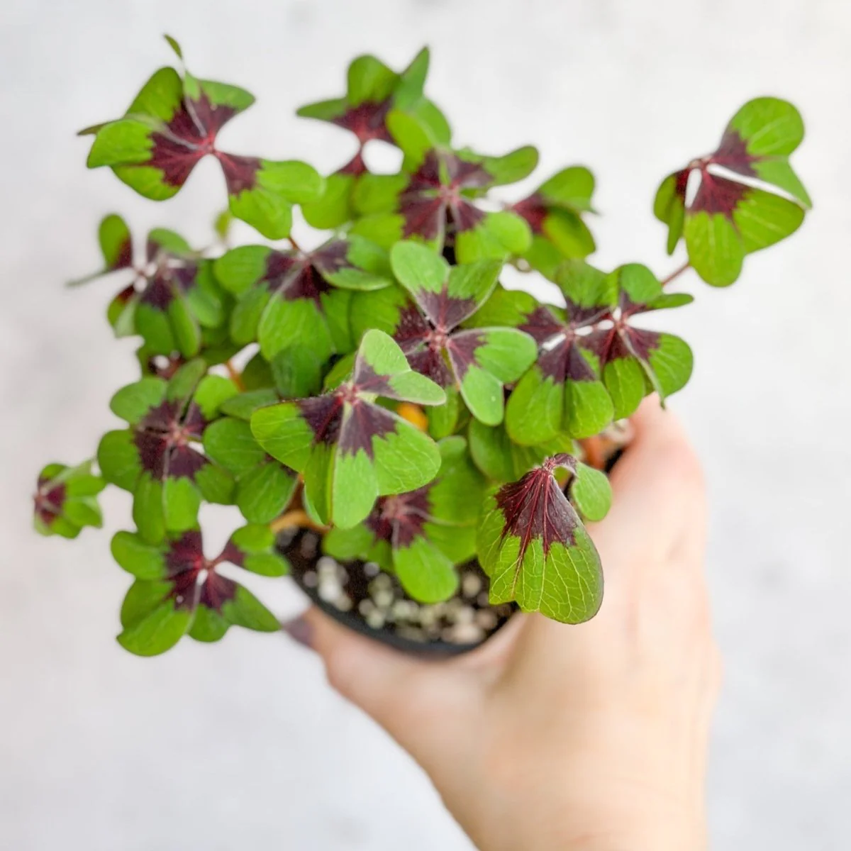 Oxalis tetraphylla - Kleeblatt mit Eisernem Kreuz