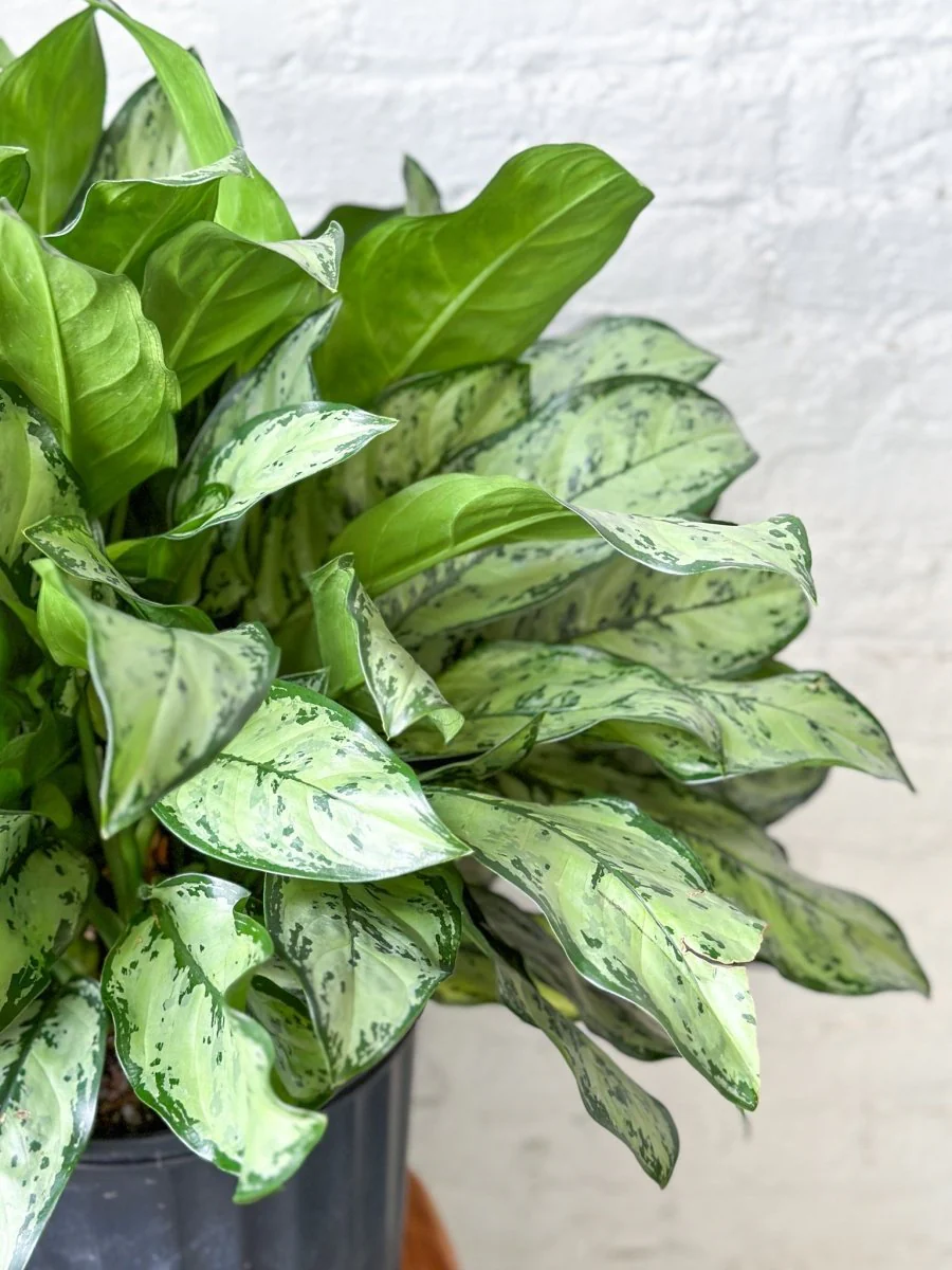 Aglaonema 'Primo' - Primo chinesische immergrüne Bodenpflanze