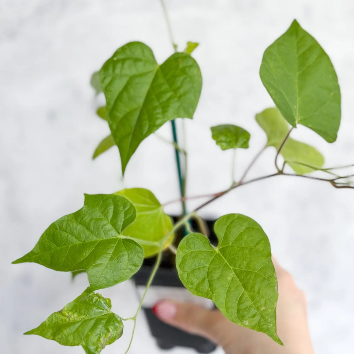 Prunkwinde „Scarlet O’Hara“ – Rosa Prunkwinde