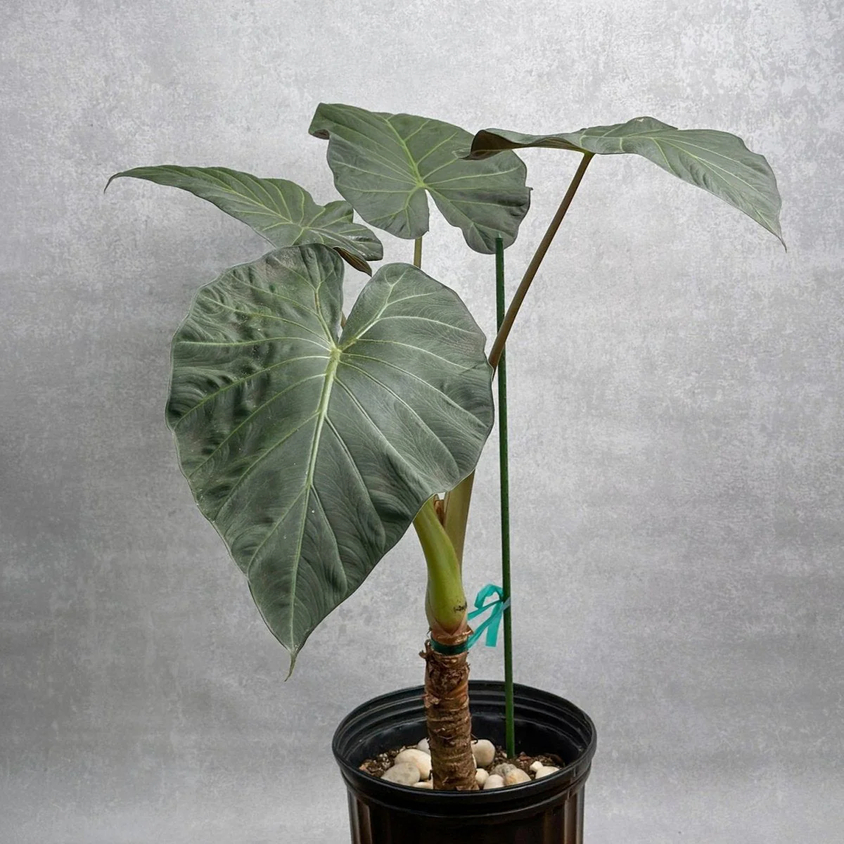 Alocasia x ‚Regal Shield‘ – Regal Shield Alocasia – 10 Zoll