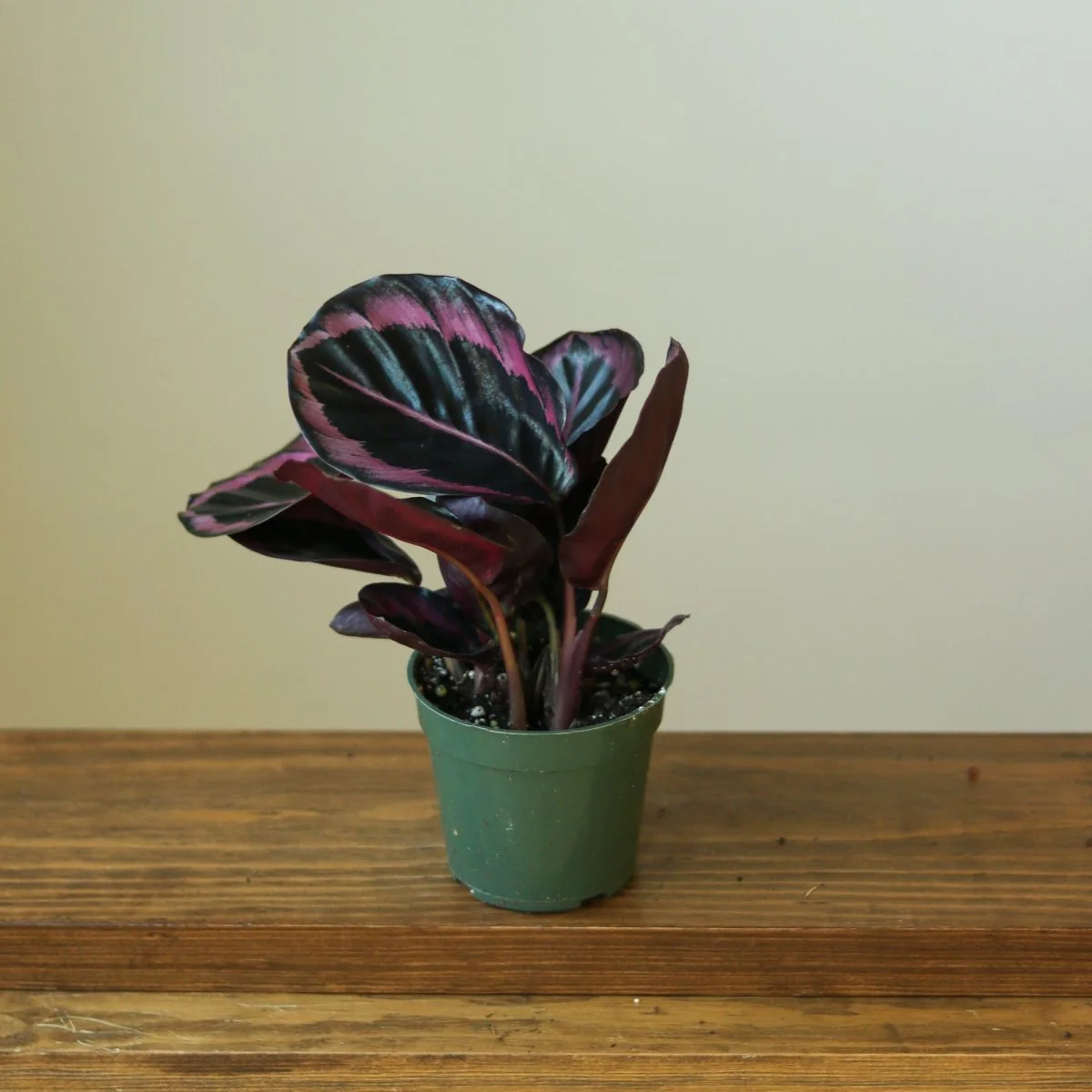 Calathea Roseopicta „Dottie“ – Drama Queen