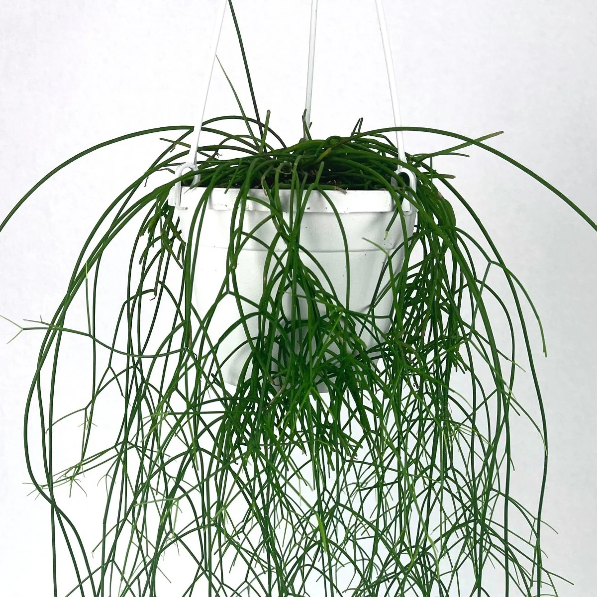 Rhipsalis cashero – Mistelkaktus