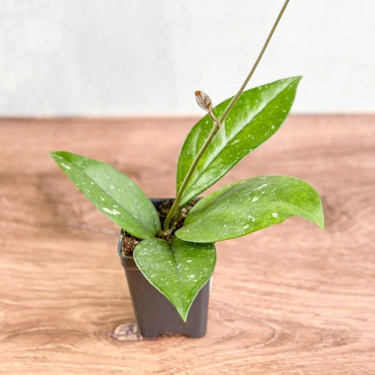 Hoya Fungii x Pubicalyx – Pilzwachspflanze