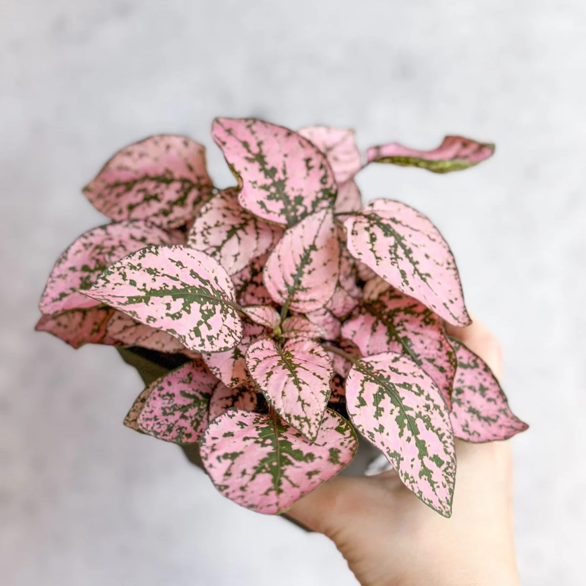 Hypoestes Phyllostachya 'Polka Dot Plant'