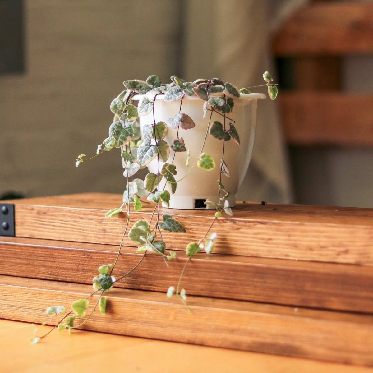 Bunte Herzkette - Ceropegia Woodii Variegata - 4,5 Zoll Hängekorb