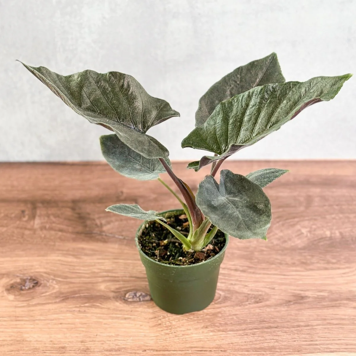 Alocasia 'Antoro Velvet' - Antoro Velvet Alocasia