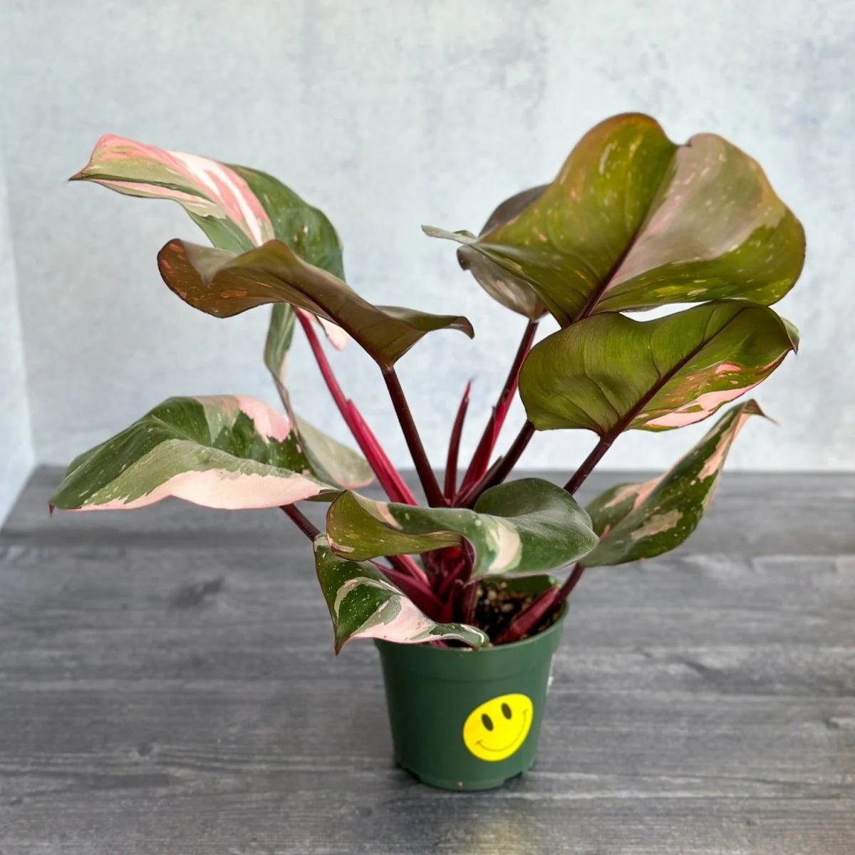 Philodendron erubescens – Pink Princess Philodendron – Verschiedene Größen