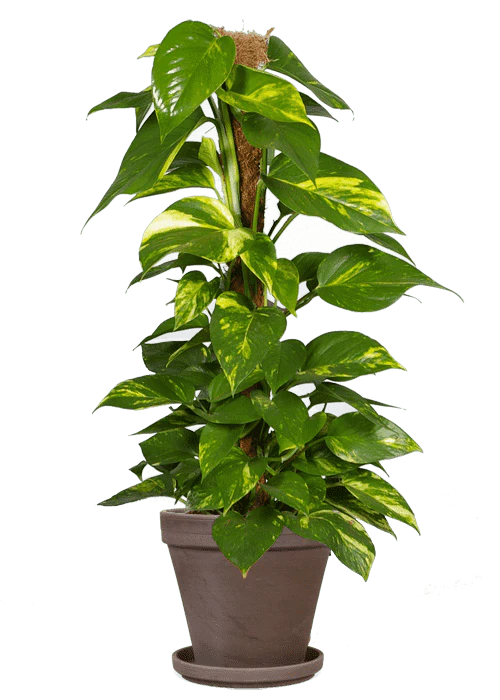 Epipremnum aureum (Efeutute) (L)