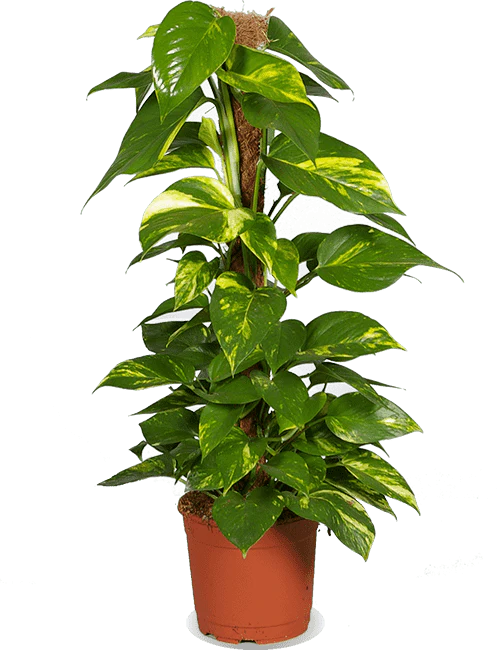 Epipremnum aureum (Efeutute) (L)