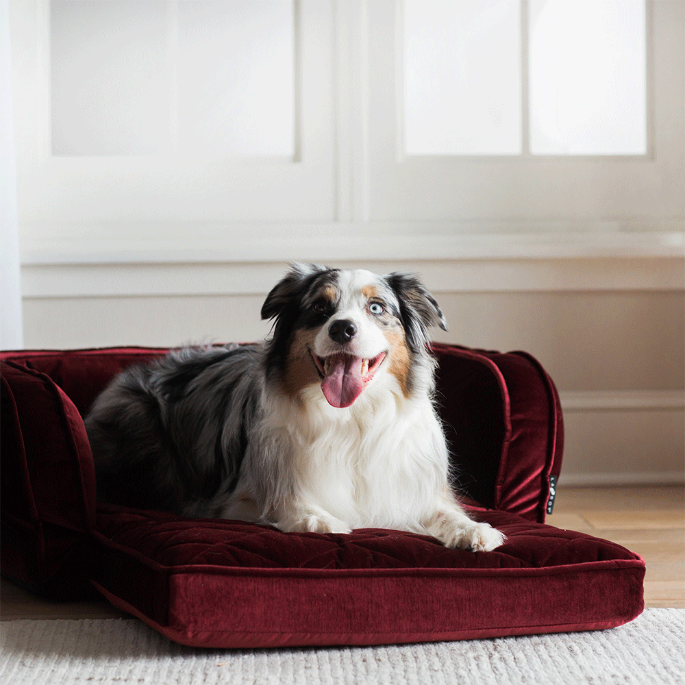 Duchess Fold Out Sofa, Merlot