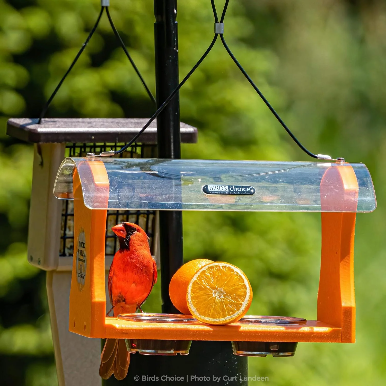 Birds Choice 2 Arm Topper Bird Feeder Pole Set with Squirrel Baffle