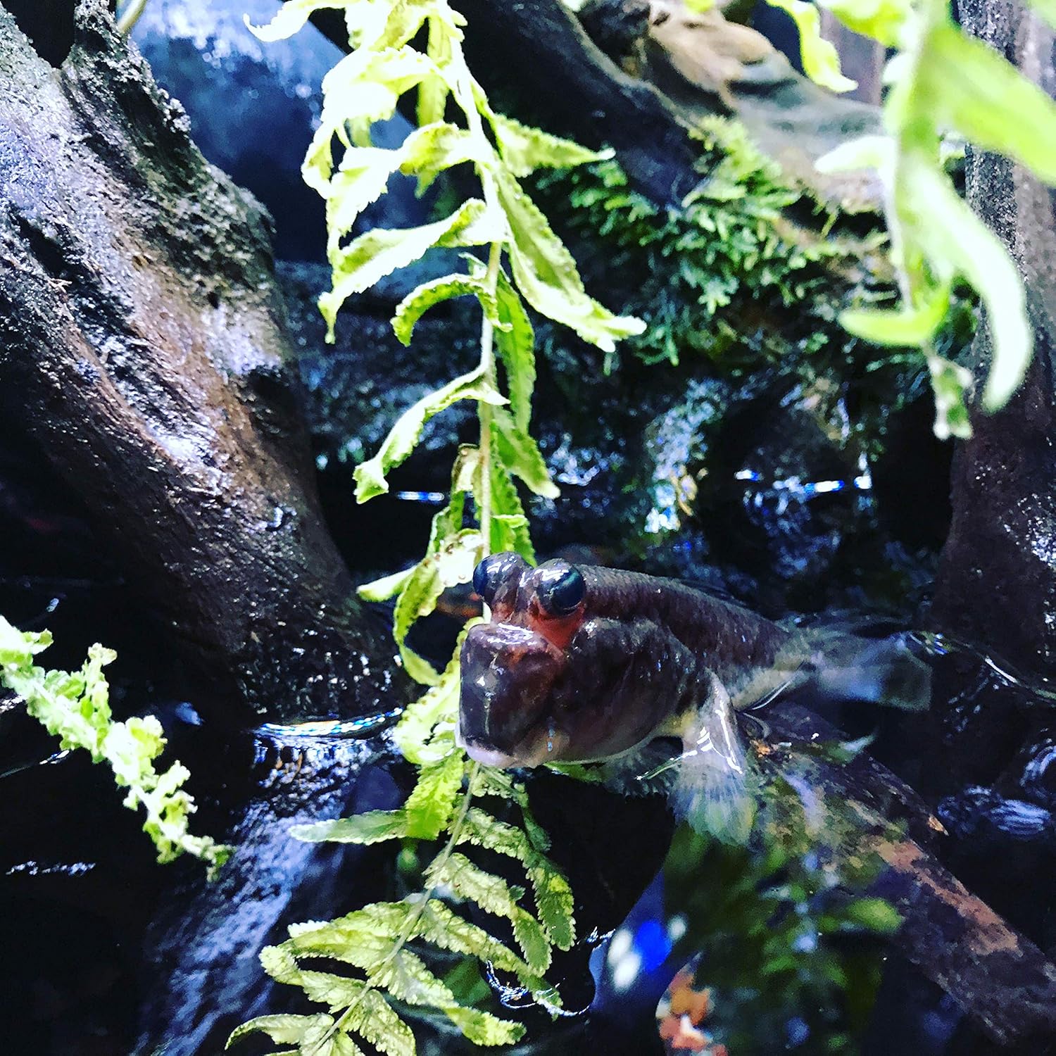 Seachem Prime Fresh and Saltwater Conditioner – Chemical Remover and Detoxifier 20L / 5.3 gal