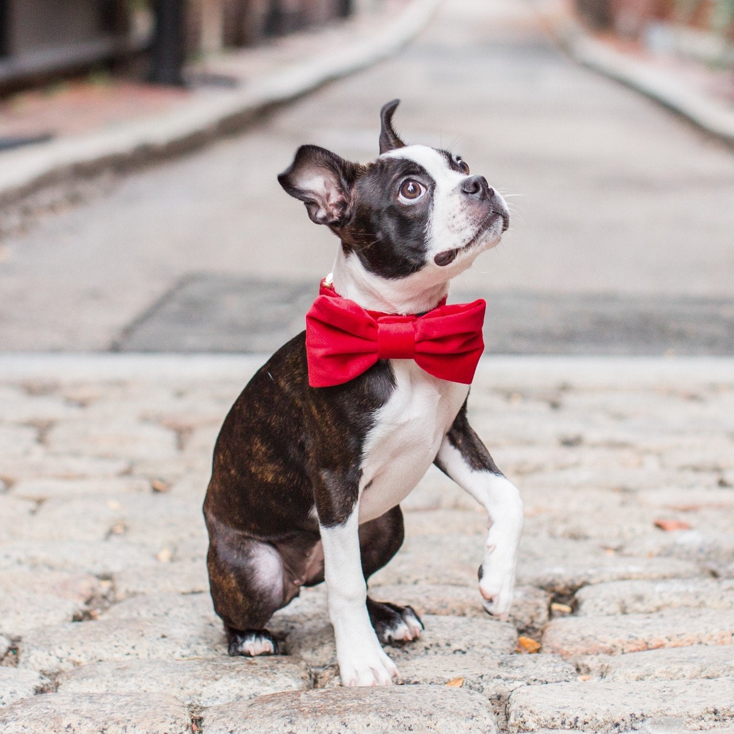 Cranberry Velvet Bow Tie Collar