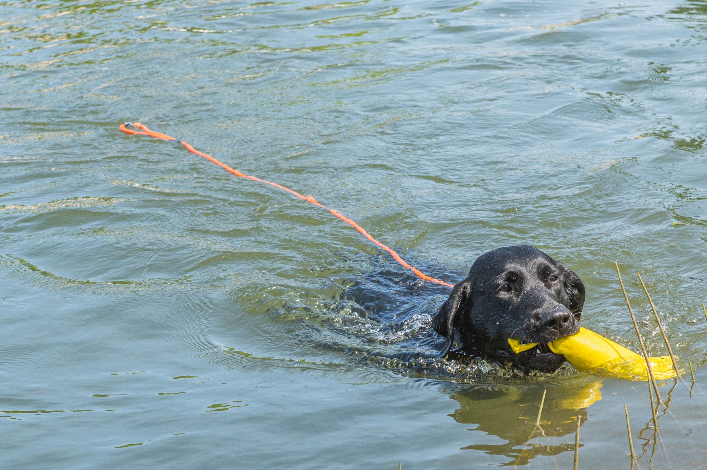 Rukka Pets Swim leash