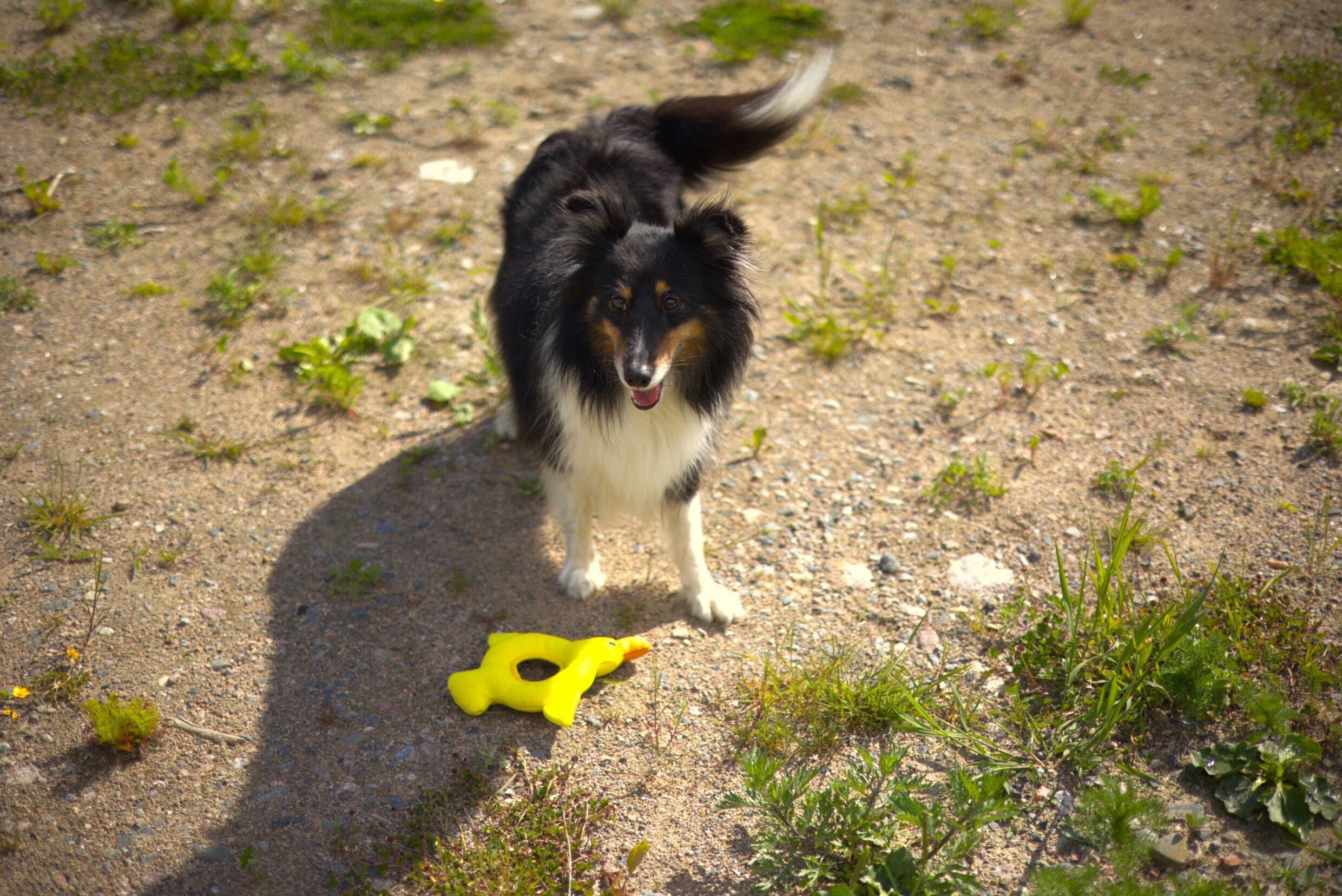 Rukka Pets Duck Floating Toy