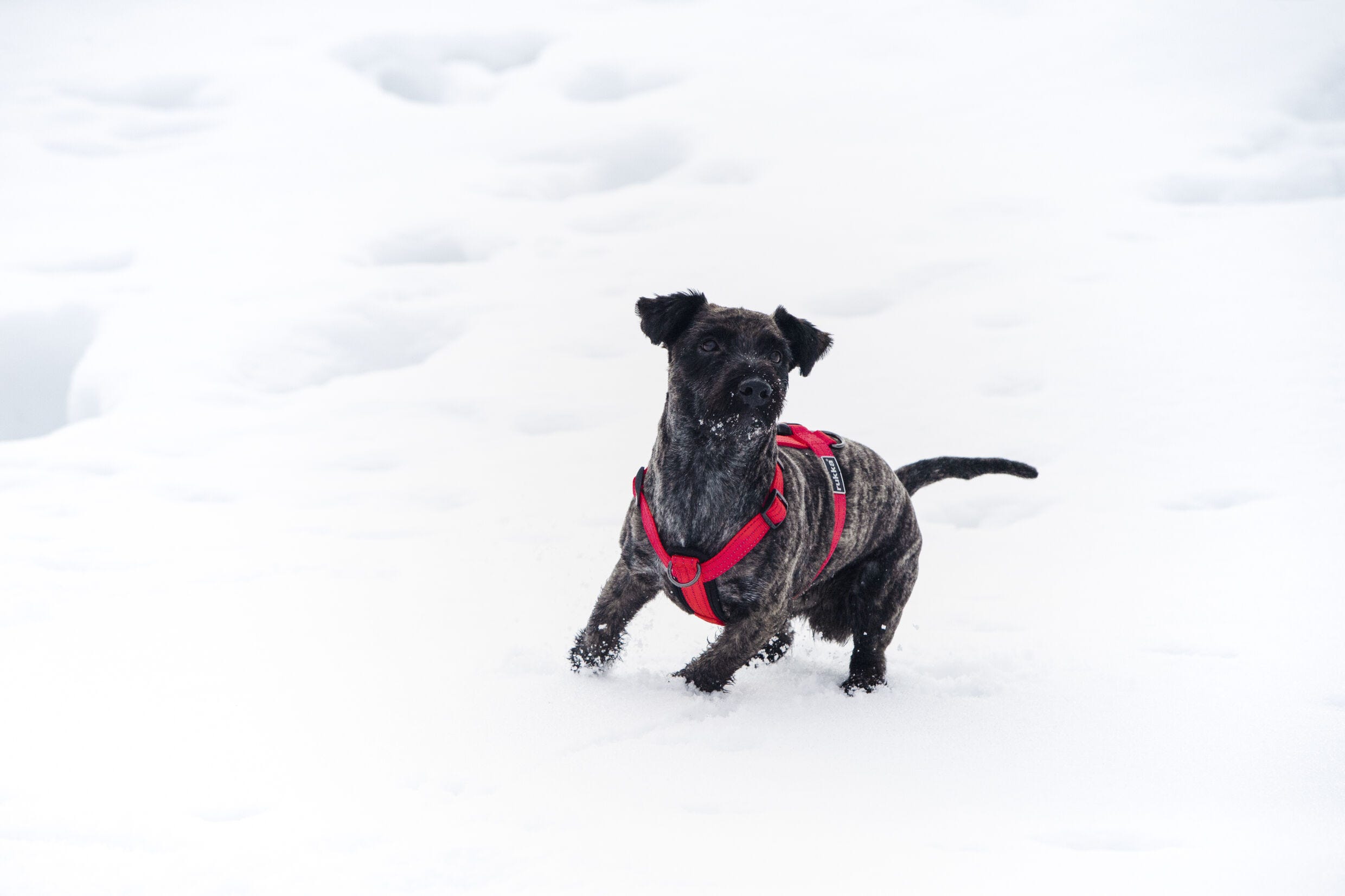 Rukka Pets Form neon harness