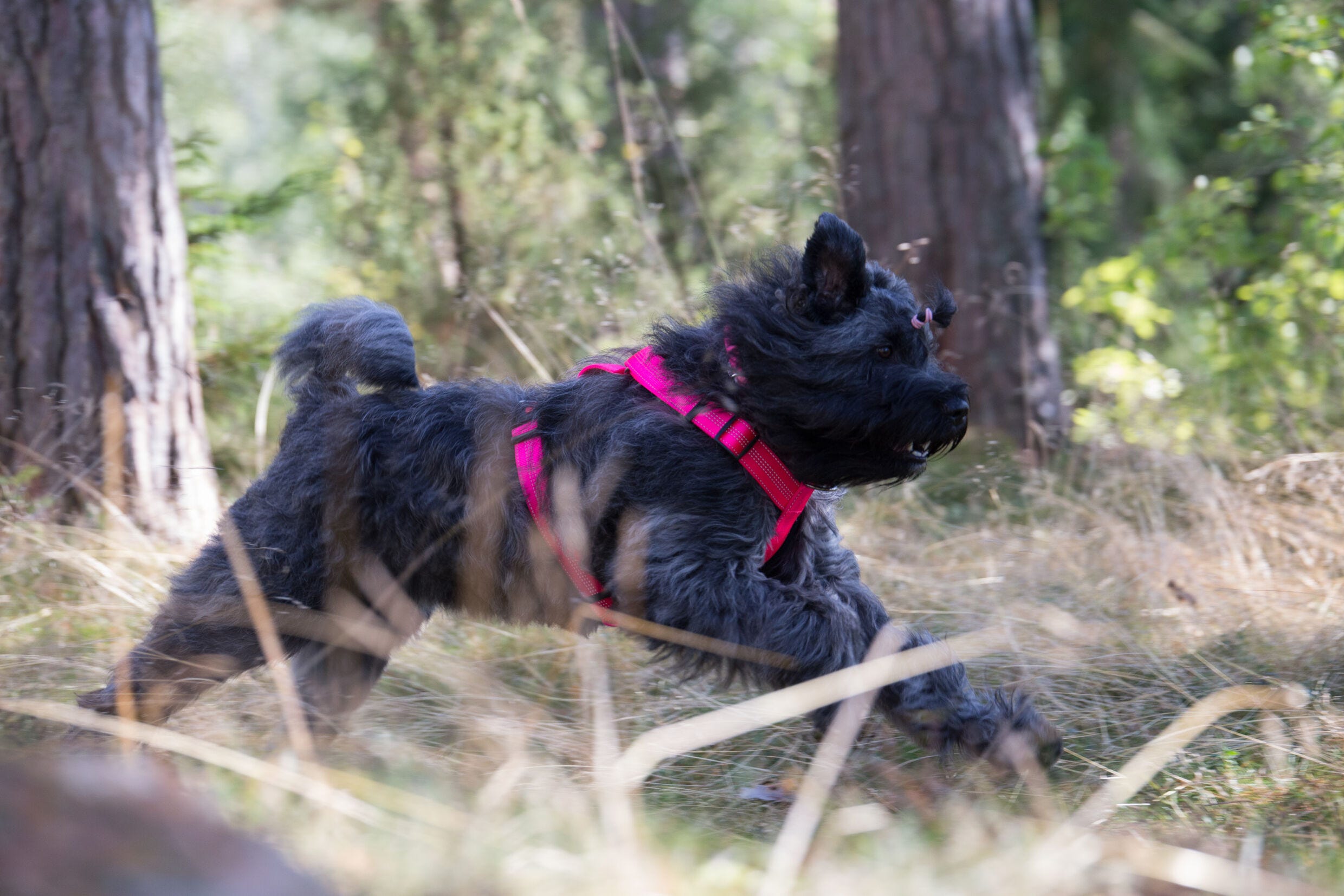 Rukka Pets Form neon harness