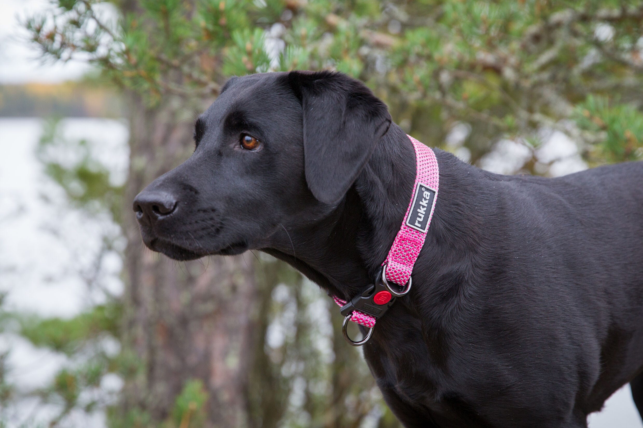 Rukka Pets Star collar