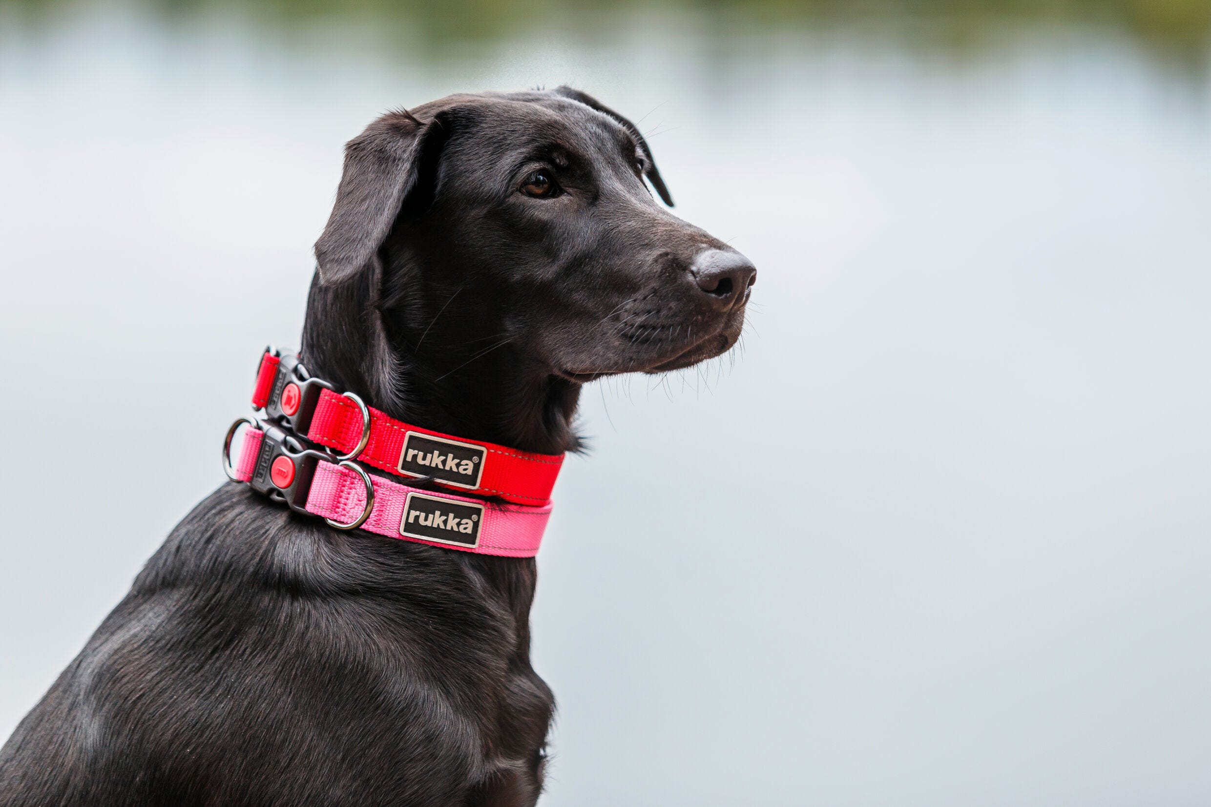 Rukka Pets Bliss collar