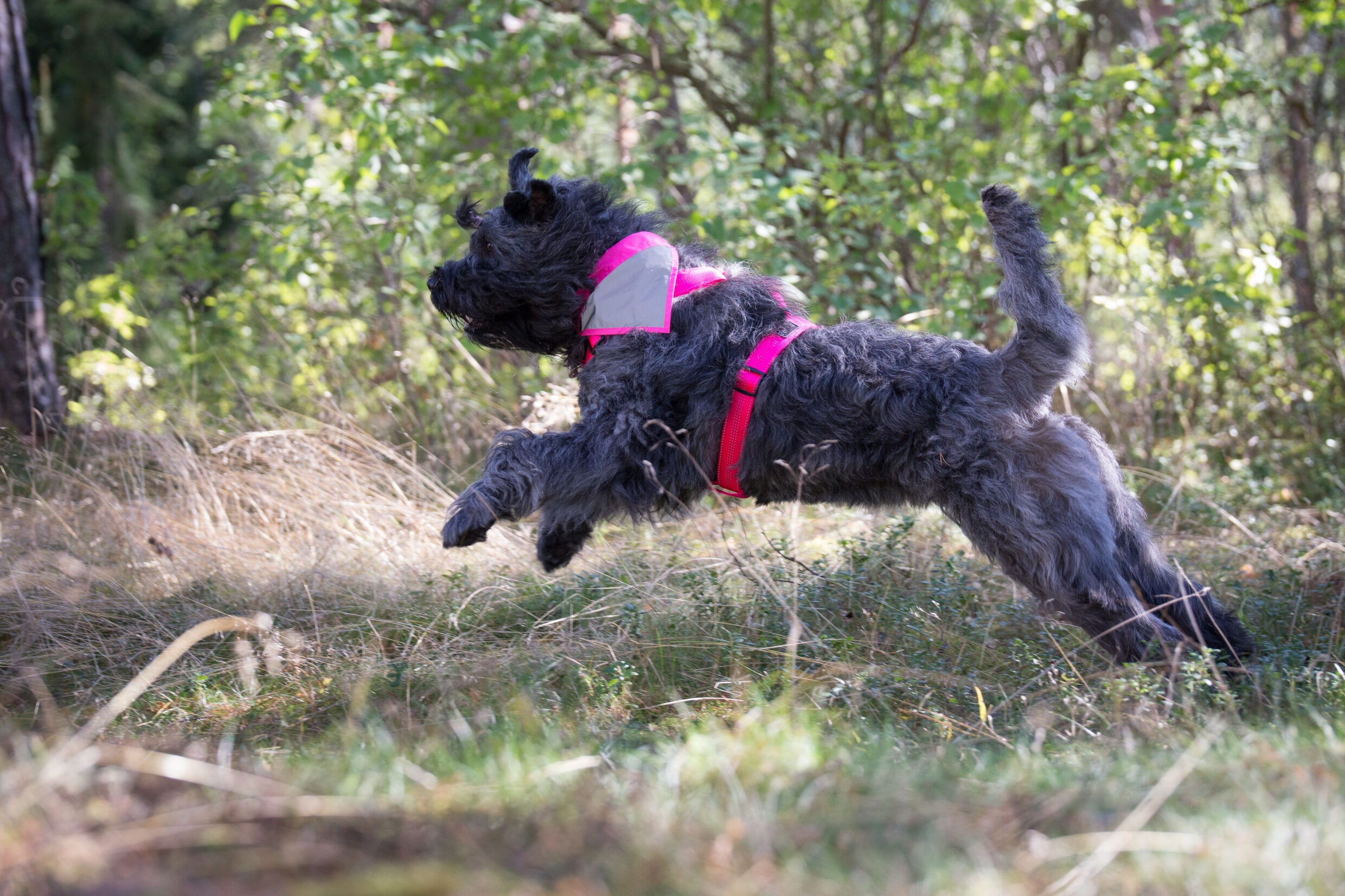 Rukka Pets Form neon harness
