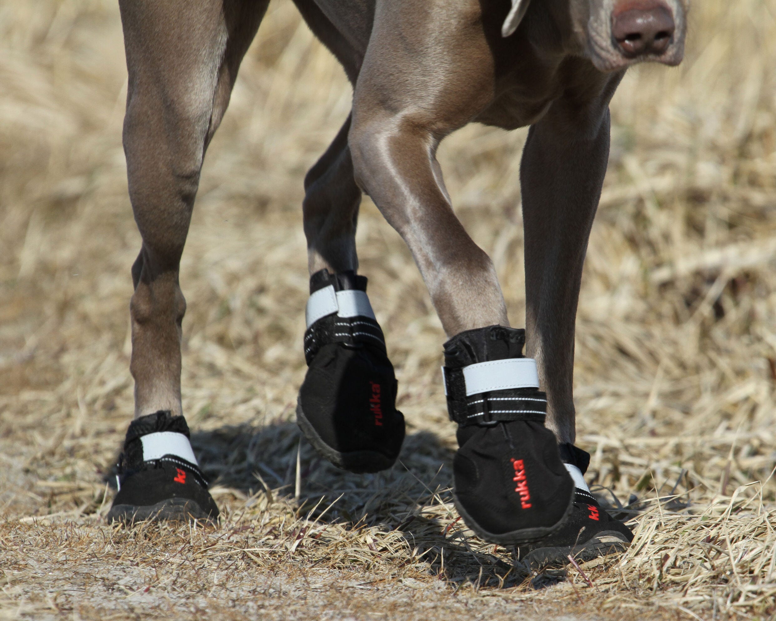 Rukka Pets Proff shoes 2 pcs