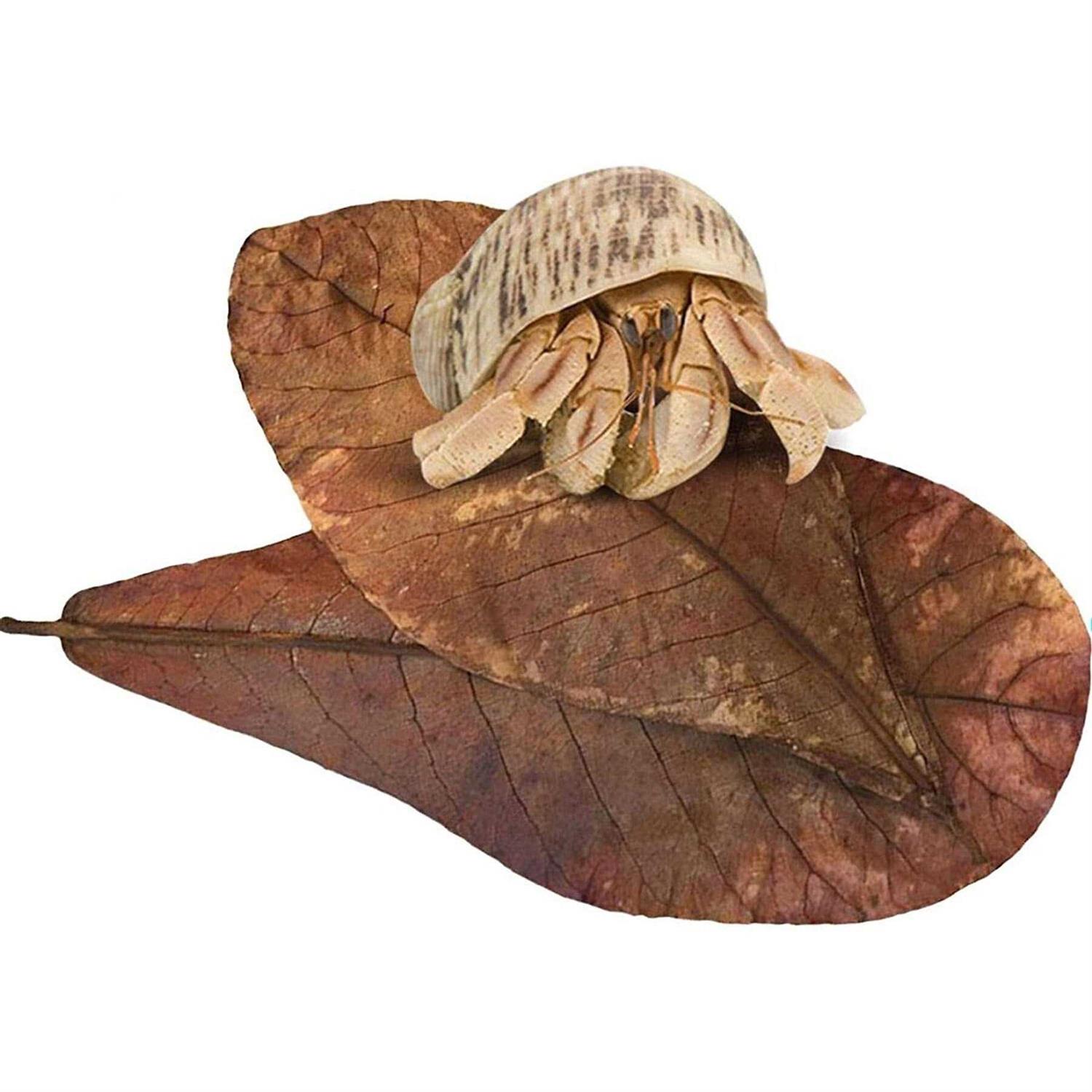SunGrow Hermit Crab & Snail Catappa Leaves - Pet Supplies online store
