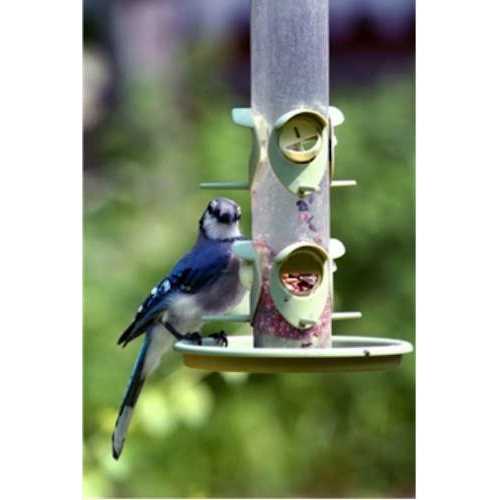 Wagner's Classic Wild Bird Food - Pet Supplies online store