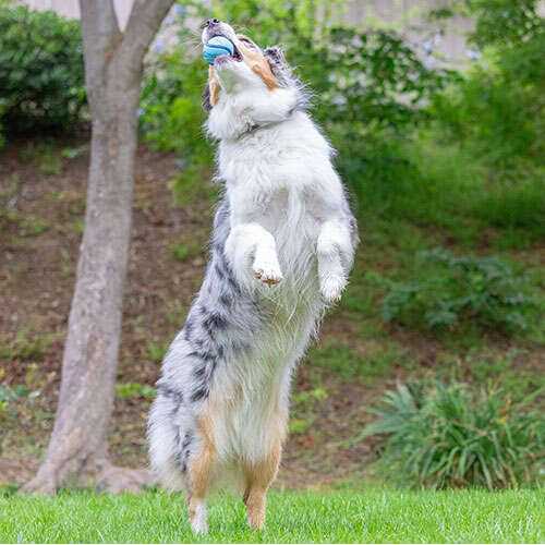 Chuckit! Sniff Fetch Ball Dog Toy - Pet Supplies online store