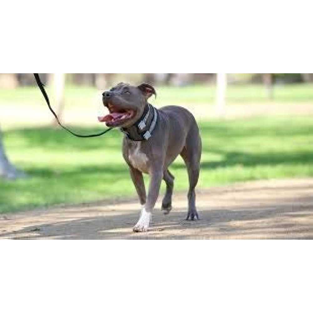 Cesar Millan Pack Leader Collar Training Collar of the Dog Whisperer - Pet Supplies online store