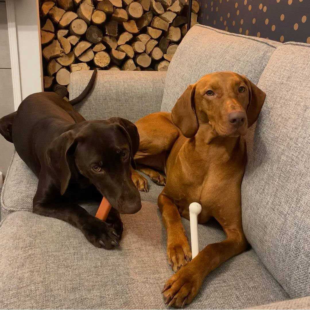 Nylabone Chew - Pet Supplies online store