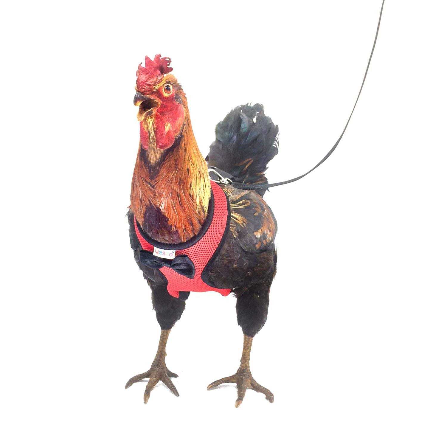Yesito Chicken Harness Hen Size with 6ft Matching Leash - Pet Supplies online store