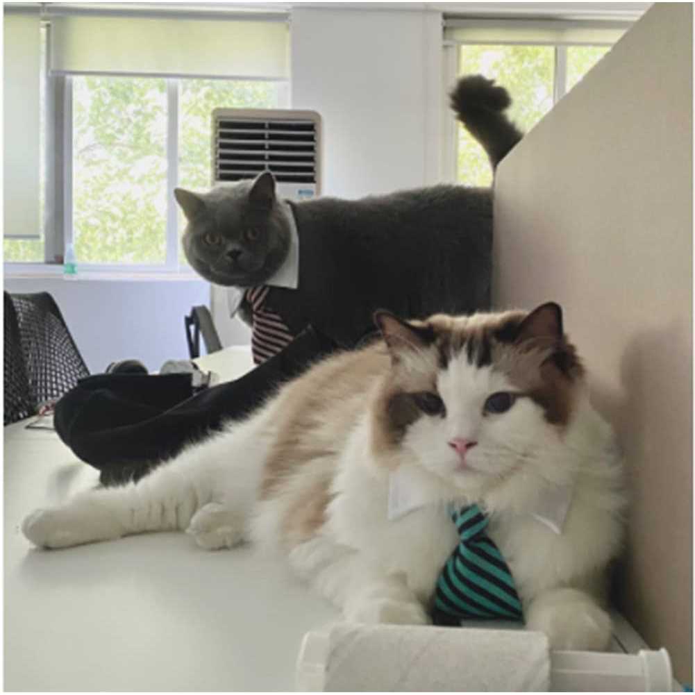 4 Pieces Pets Dog Cat Bowtie Pet Costume Adjustable Formal Necktie Collar for Cats Small Dogs Puppy Grooming Accessories - Pet Supplies online store