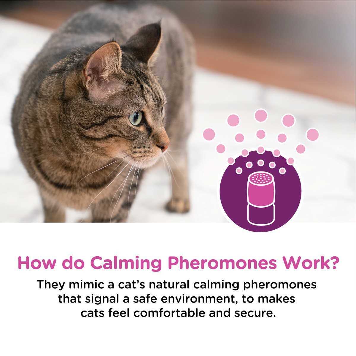 Comfort Zone Calming Diffuser Kit - Pet Supplies online store