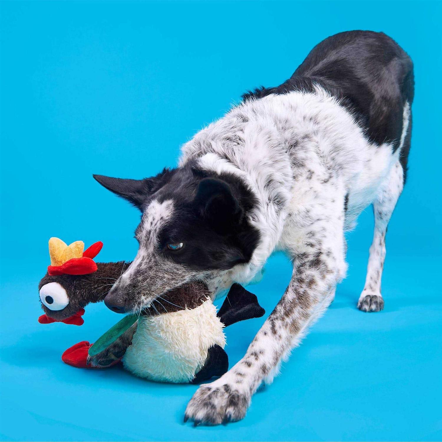 Bark Cock-a-Doodle-Chew Dog Toy - Pet Supplies online store