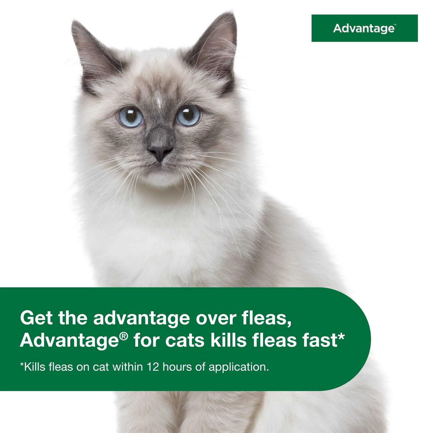 Advantage Topical Flea Prevention for Small Cats - Pet Supplies online store