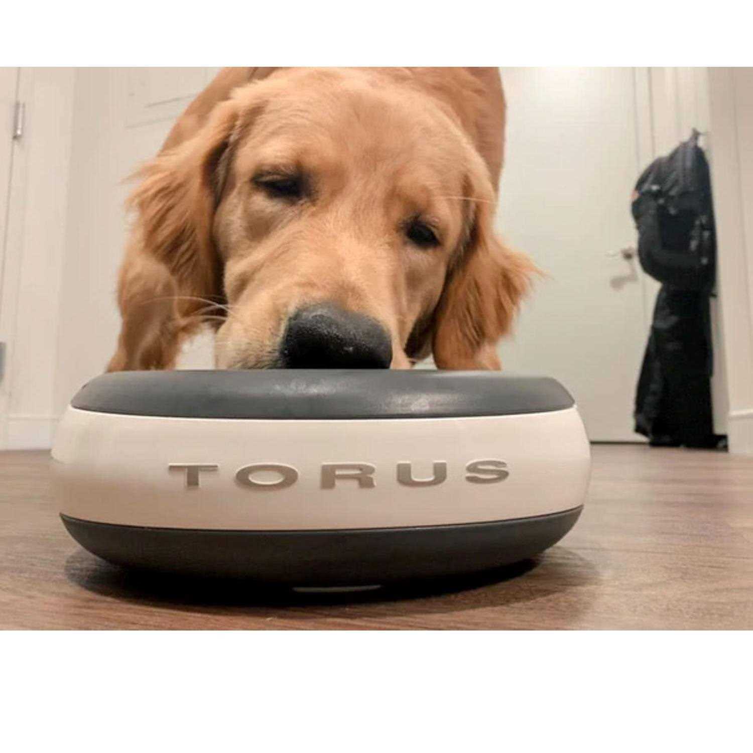 Torus Maxi Filtered Water Bowl 2-Liter - Pet Supplies online store