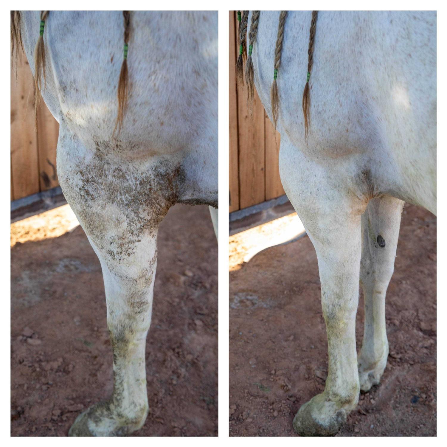 Biomane Grooming Tool - Pet Supplies online store